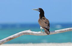 Brown Booby